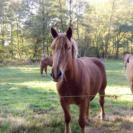 Ferienhaus Kutschenmeyer Schneverdingen Bagian luar foto