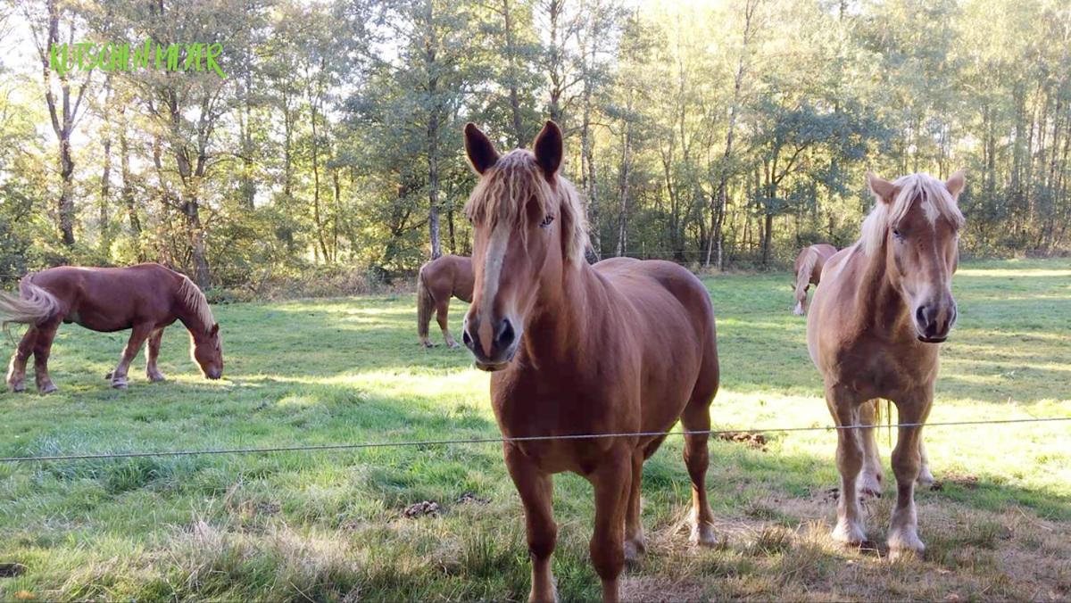 Ferienhaus Kutschenmeyer Schneverdingen Bagian luar foto
